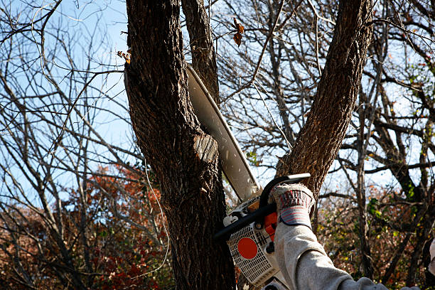 Best Palm Tree Trimming  in Laguna Vista, TX